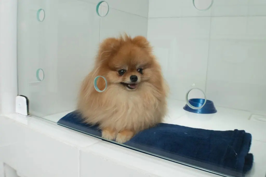 Pet bem cuidado na Animal Care