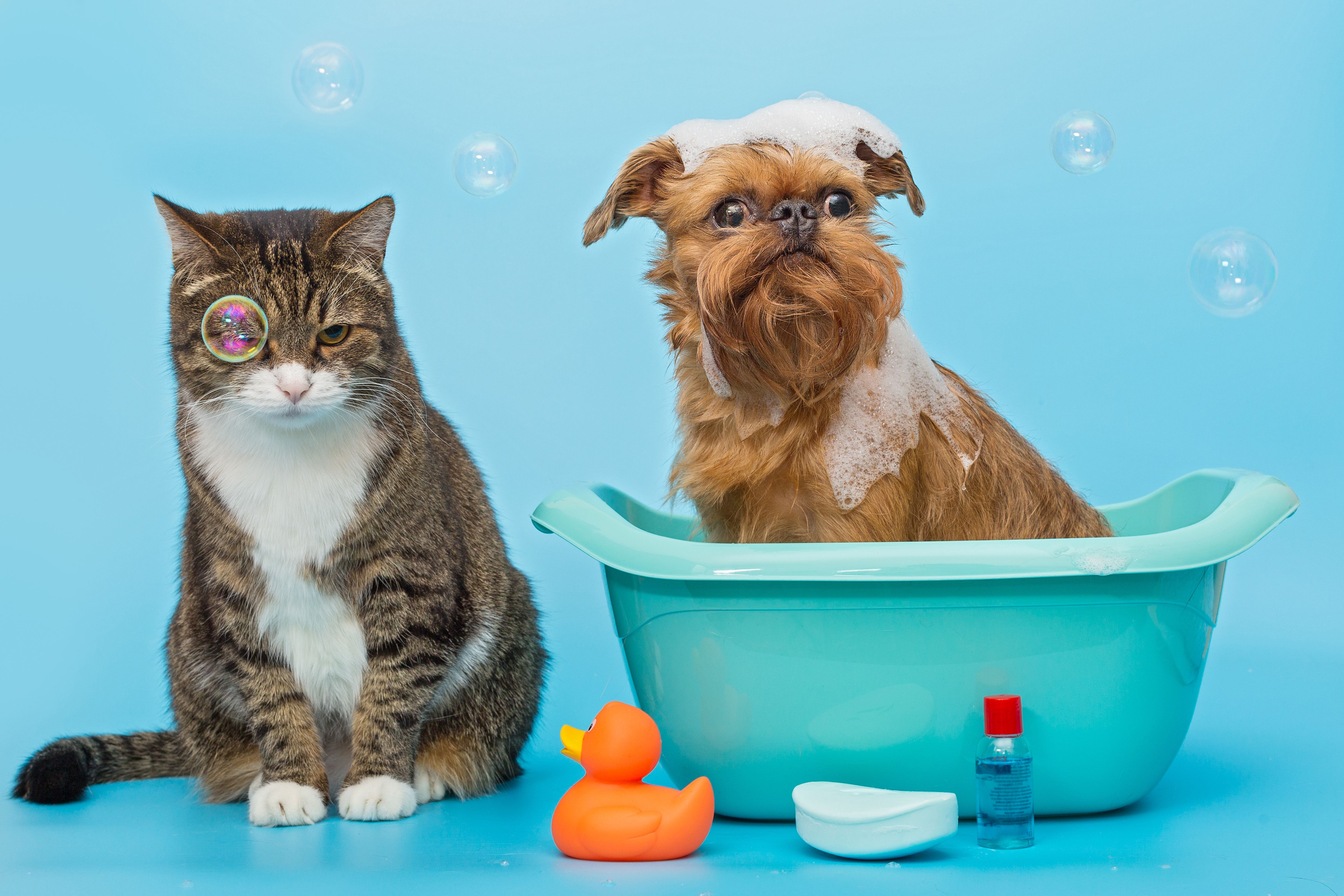 Animal Care - Pimenta Bueno